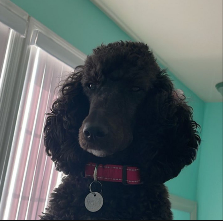 GATCHIPON's tweet photo. This is her mad at me for staring at her when she's staring at ME https://t.co/T8SB27qOAs