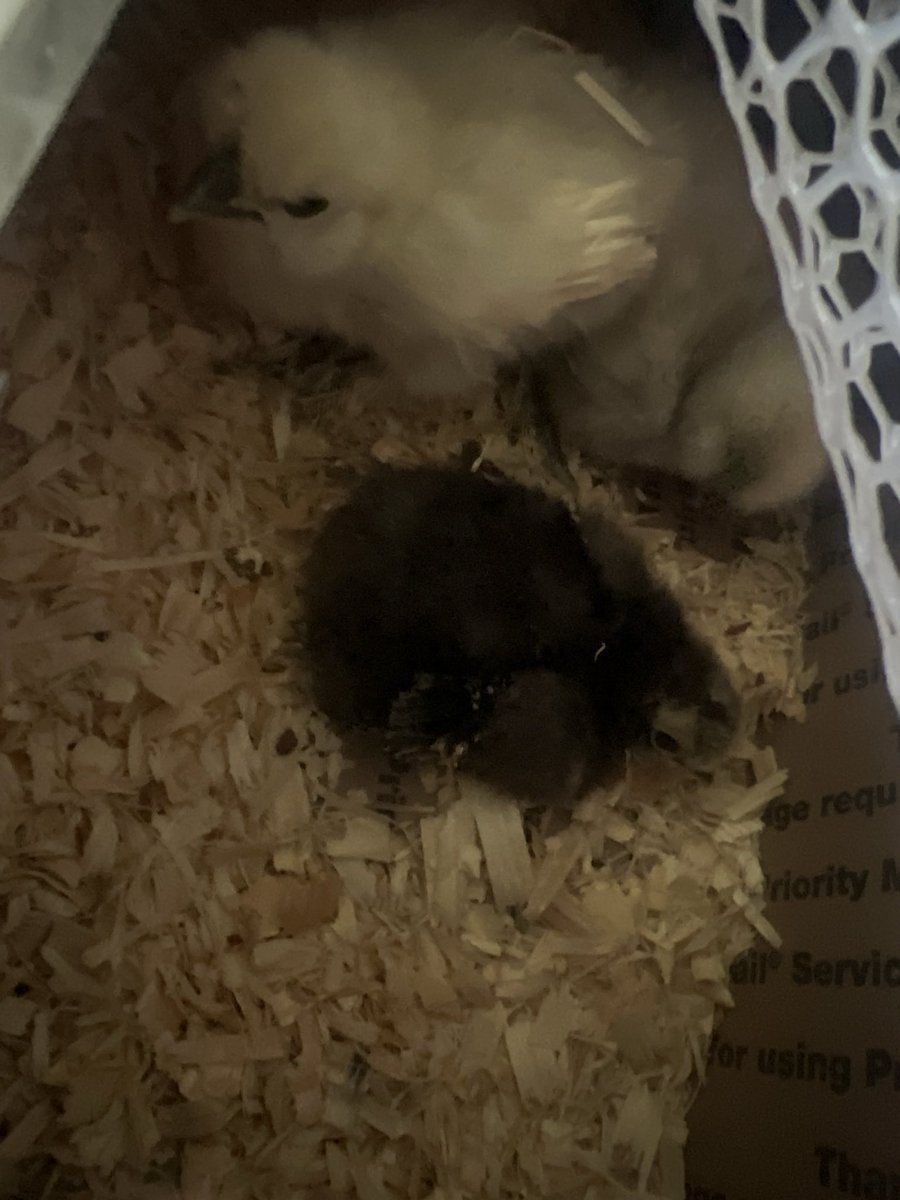 ✦ ChaiMarra ||🐾💜☕️ || ✦ tweet media