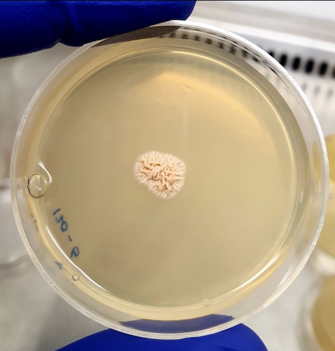 Aamer Kurdi tweet media