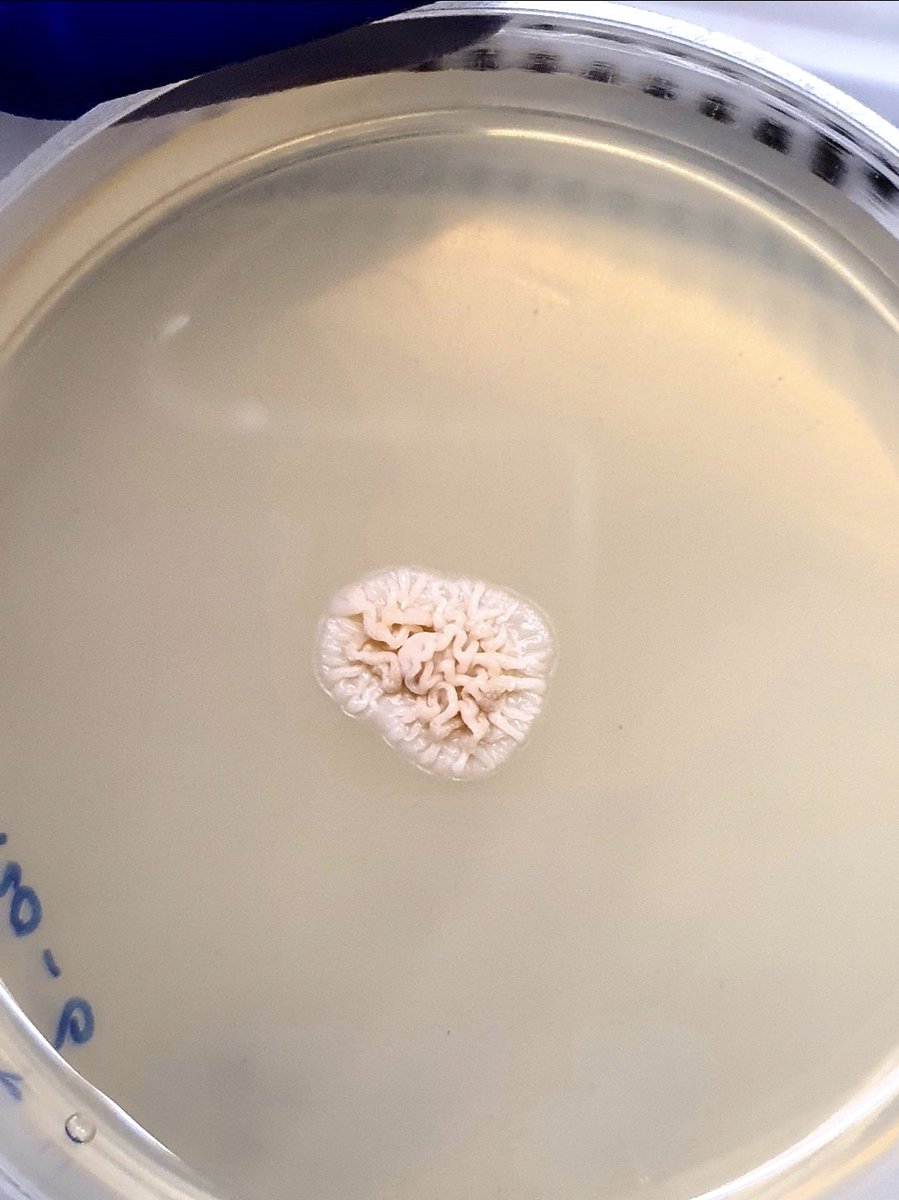 Aamer Kurdi tweet media