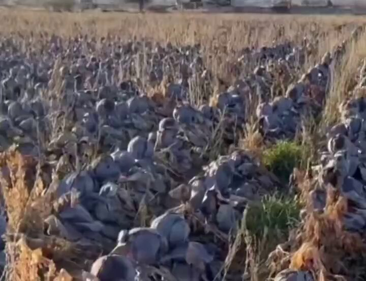 Prof. Dr. Mustafa ÖZTÜRK tweet media