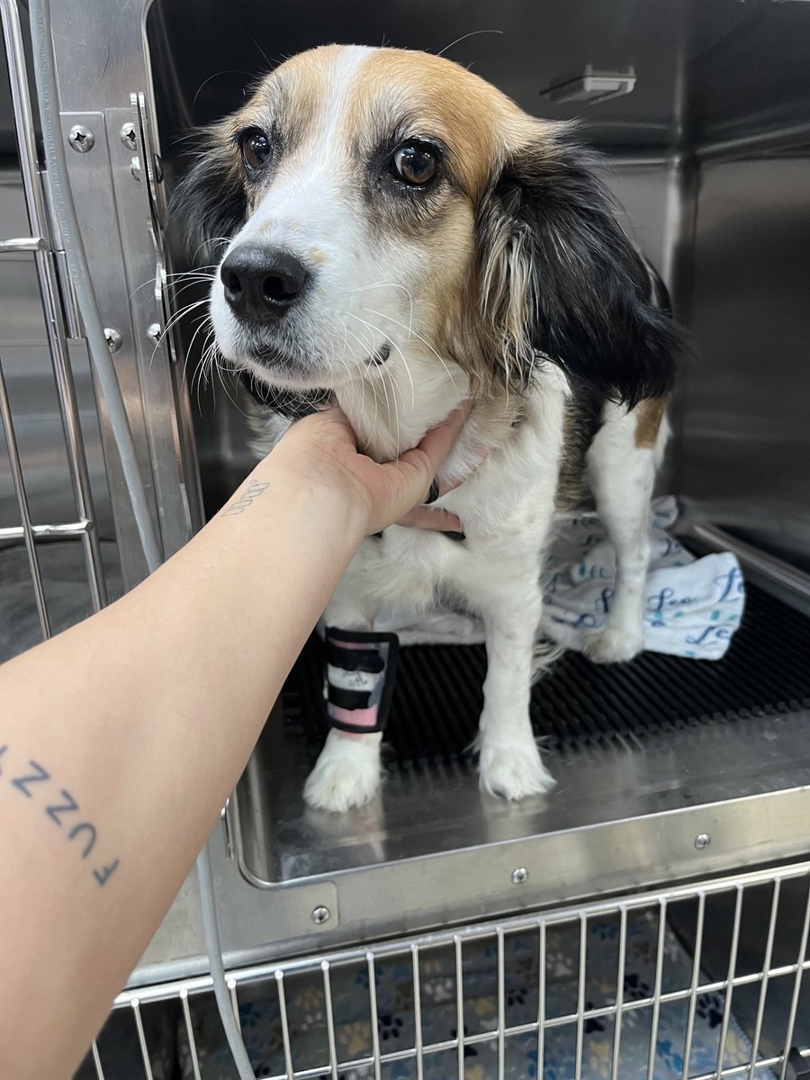 WeRateDogs tweet media