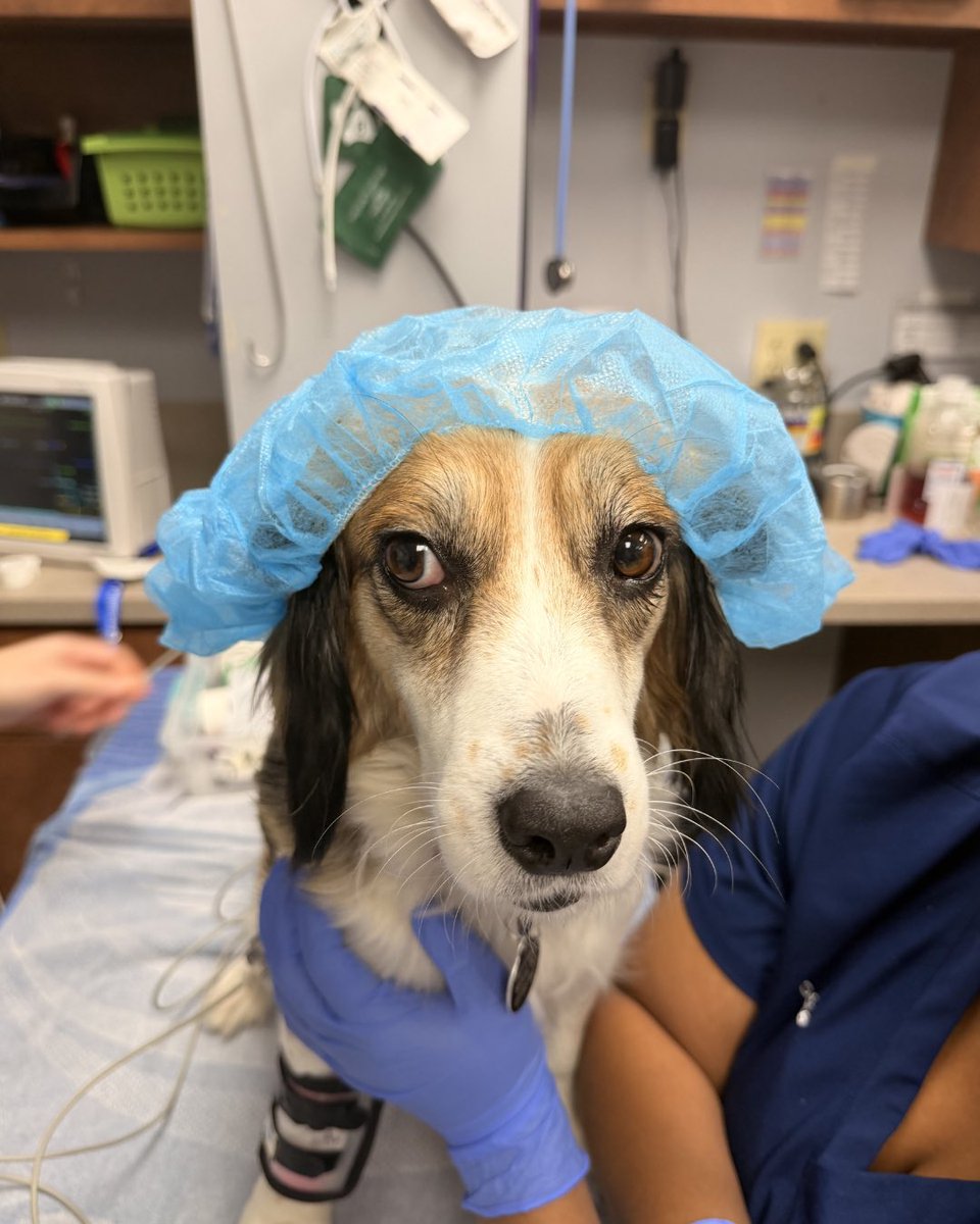 WeRateDogs tweet media