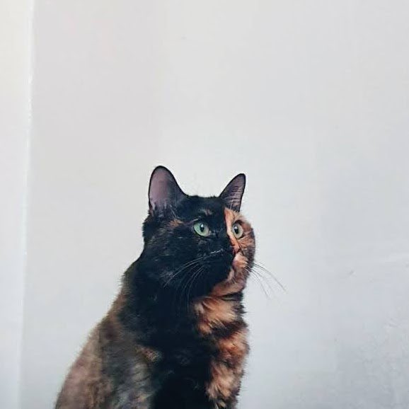 Jaden | KitchenCost tweet media