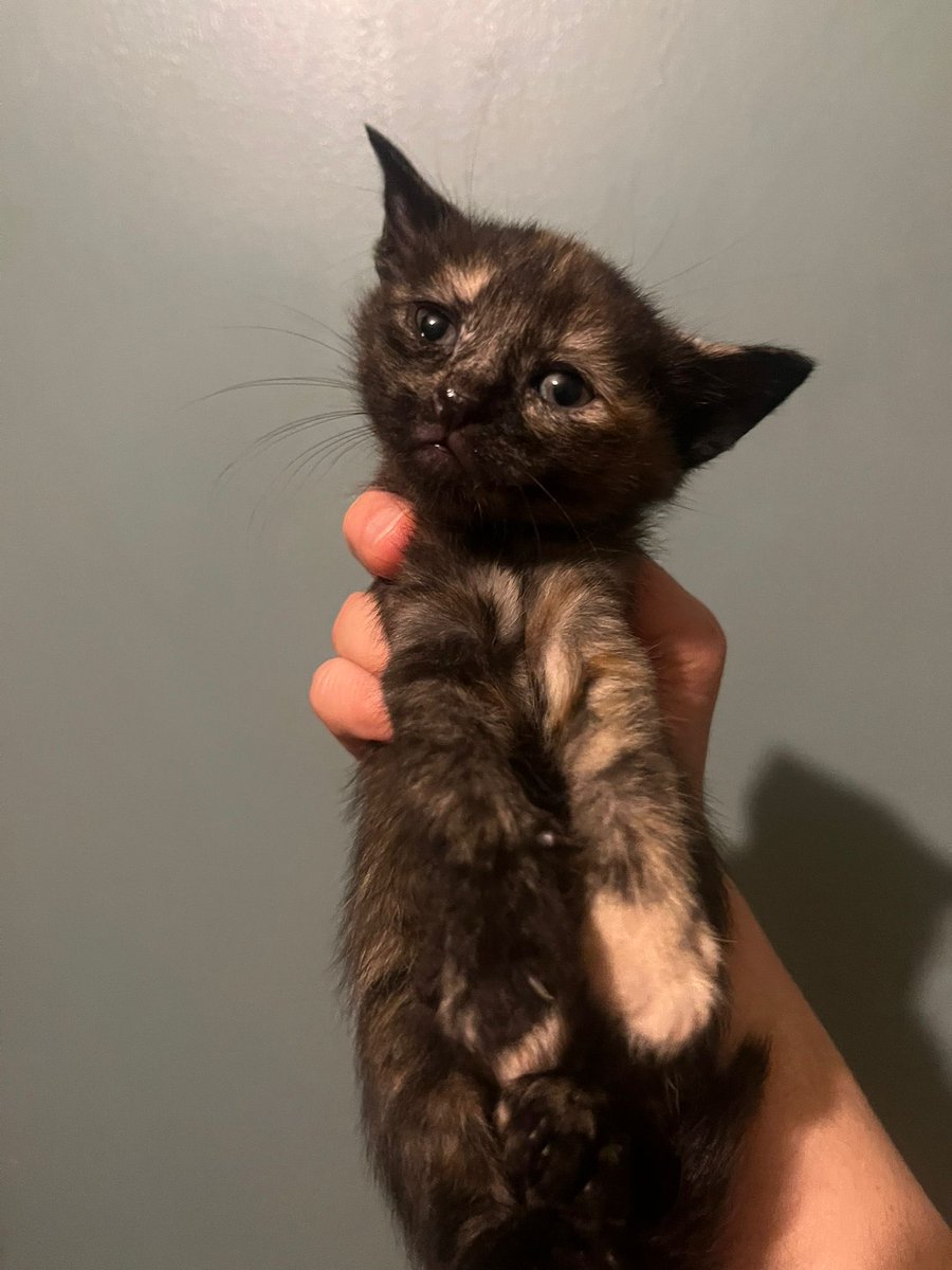 Arzu Erdoğral tweet media