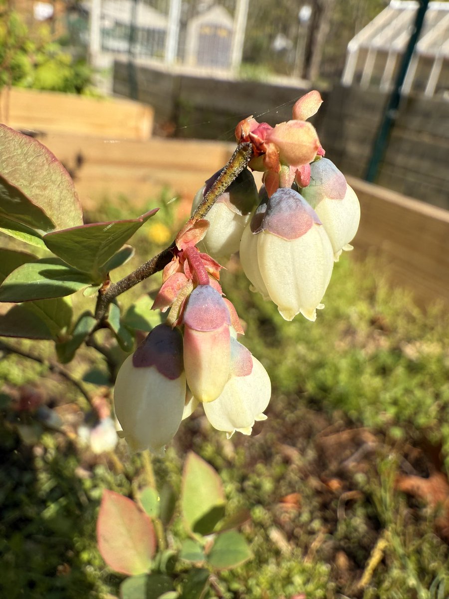 Emi Cheree Vlasenko tweet media