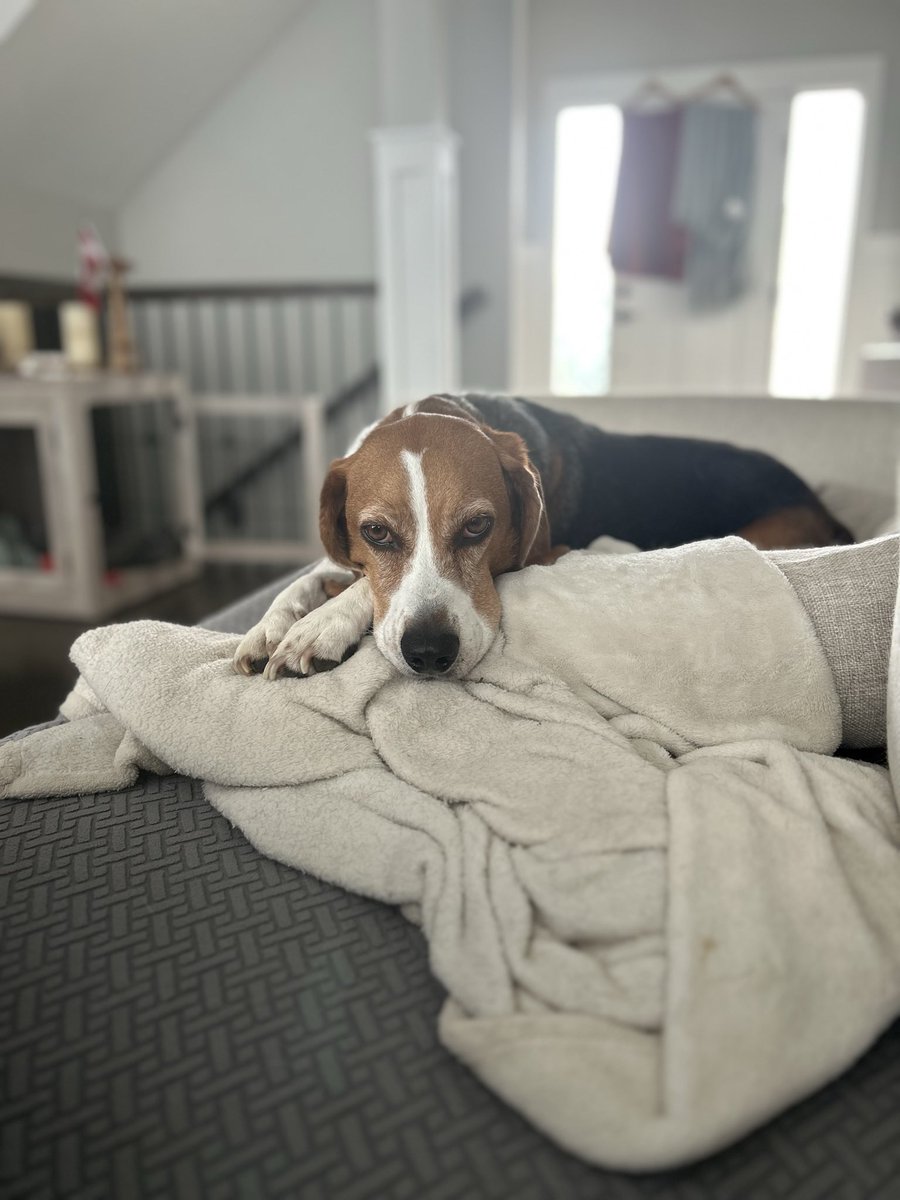 Anna Gillispie tweet media