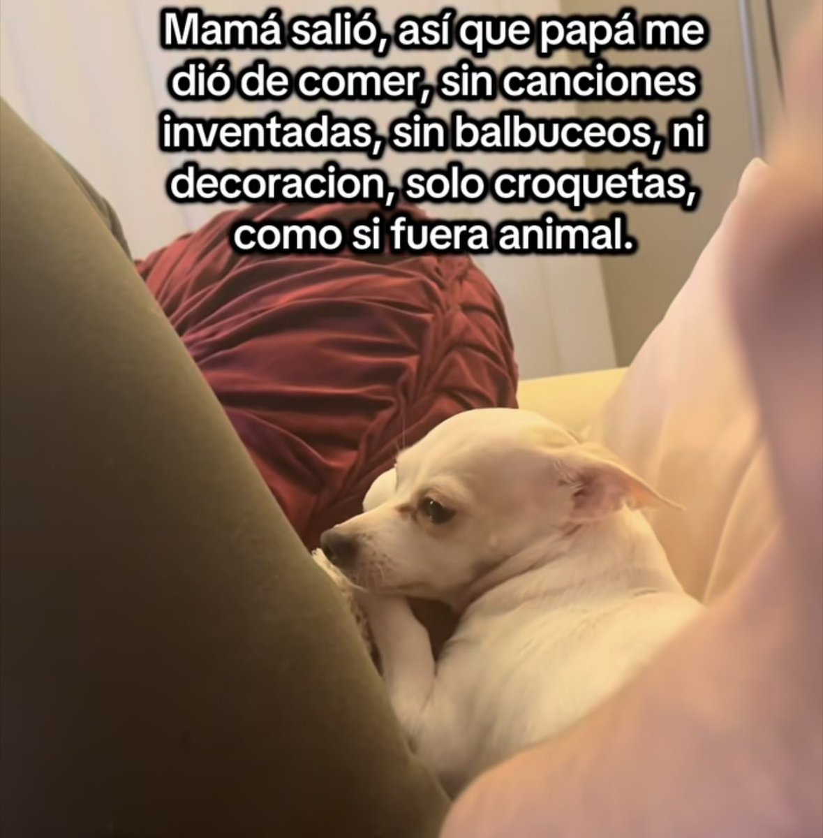 Dilo con perritos tweet media