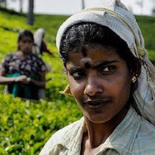 Hindu sher official tweet media