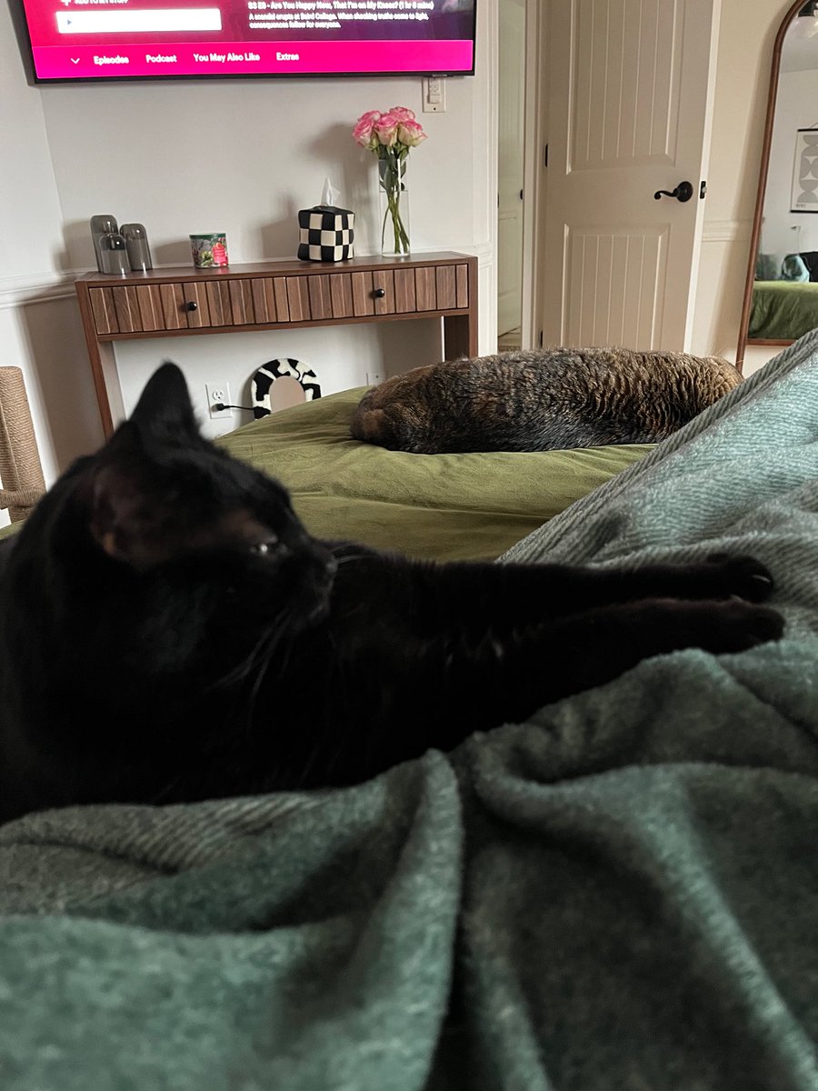 ? 𖦹𝔩𝔦𝔱𝔱𝔩𝔢 ⚄ 𝔩𝔦𝔟𝔯𝔞⓼ ✮ tweet media