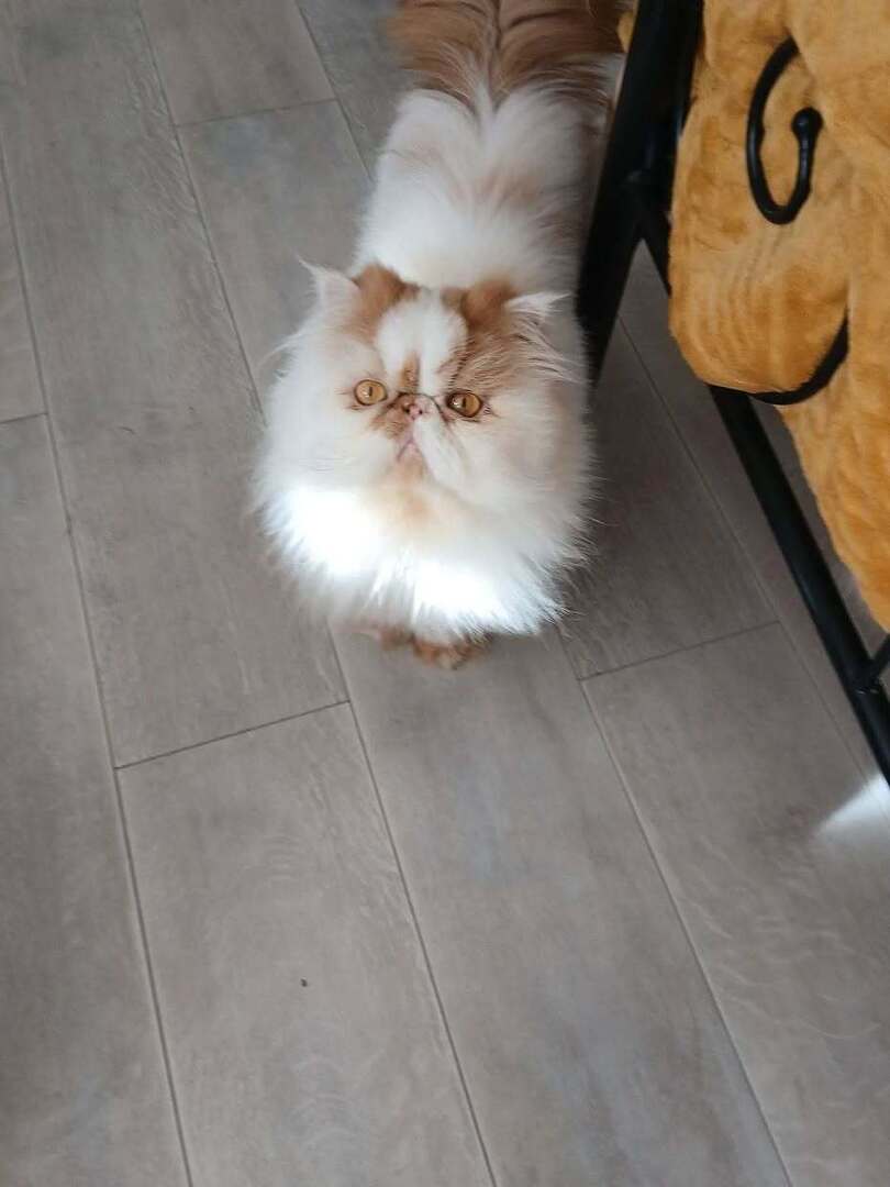 vigipets's tweet image. 🟠 🐱 Chat perdu le 08/04/2026 à Bizanos (64320).
Race : Persan / Âge : 5 an(s)
Rouky / Mâle / Identifié(e) : Oui

☎️ 0777754942
📧 domi.raynal@laposte.net

#chatperdu #chattrouve #chat #perdu #trouve