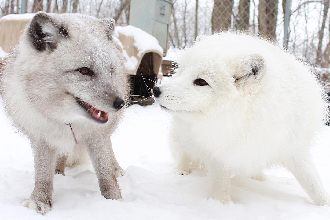 ❄️🦊