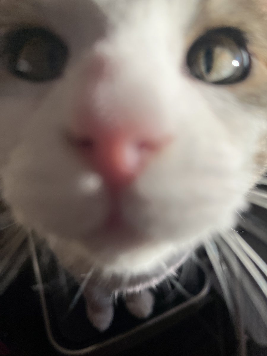 whizzer 🌊 tweet media