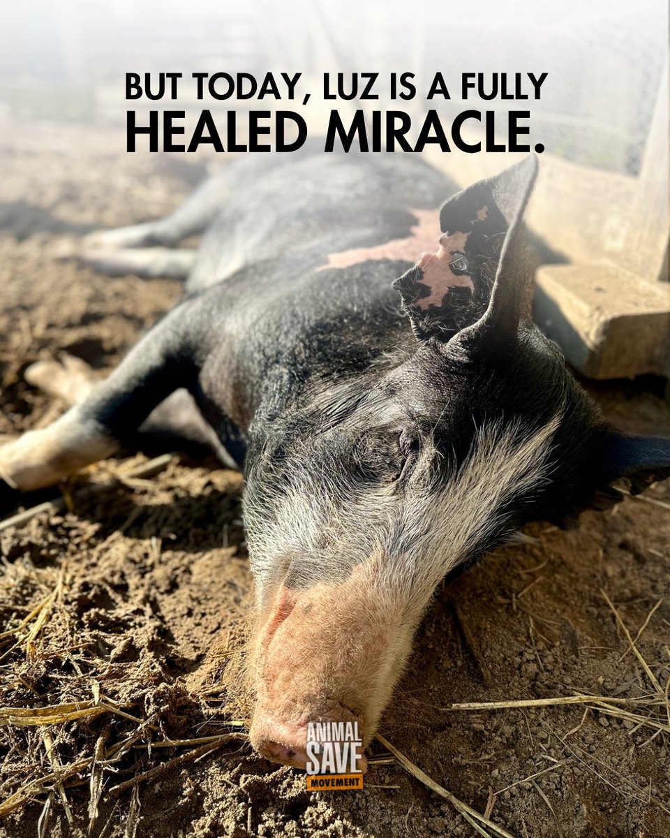 Animal Save Movement tweet media