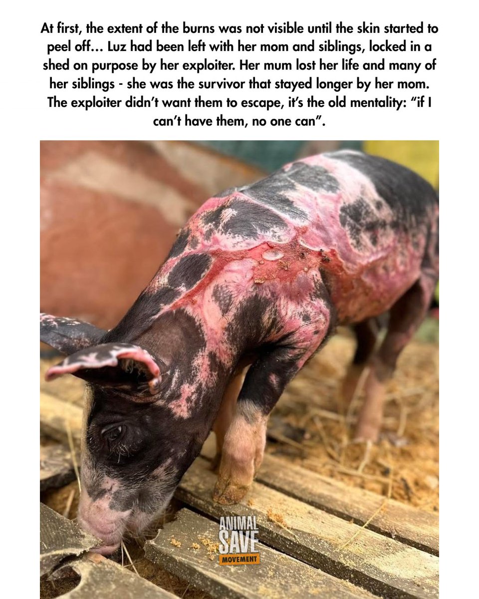 Animal Save Movement tweet media