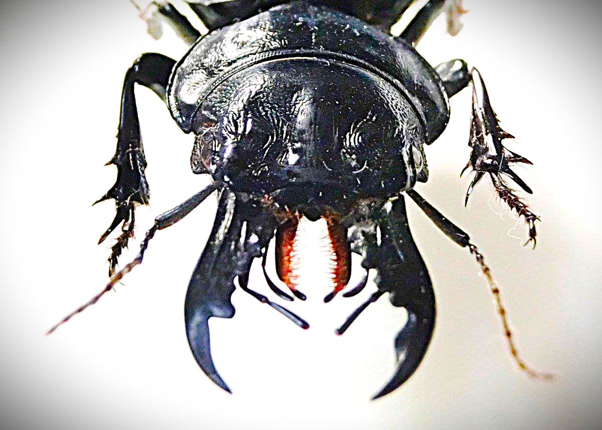 くびながもどき tweet media