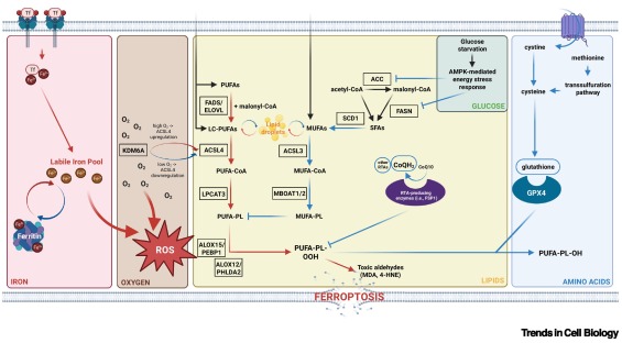 Trends Cell Biology tweet media