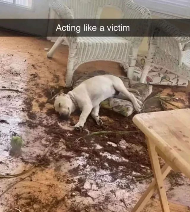 lulu langtos psychiatrist tweet media