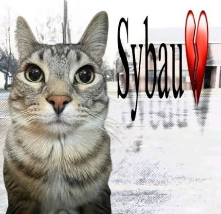 Mononoise tweet media