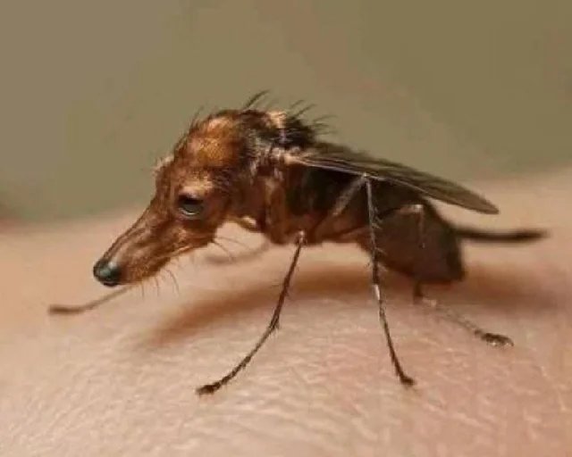 ⛧Solis⛧ Confeiteiro! tweet media