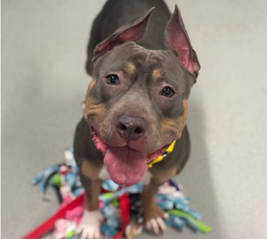 MSC1111's tweet photo. @MorgFairsdogs JAZZ #250577 just 2yo
A sweet dog who lost her owner, 
only to be punished for it!
#NYCCC #PledgeToSave #PledgesNeeded #FosterNeeded #UrgentRescue #RescuePull #ShelterDog #NYCRescue #RescueDogsNY #PleaseRT 
@nycscr @MuddyPawsRescue @Heartsnbonesww  @AmazingAnimalsX @louieslegacy https://t.co/5aeuyfUynF