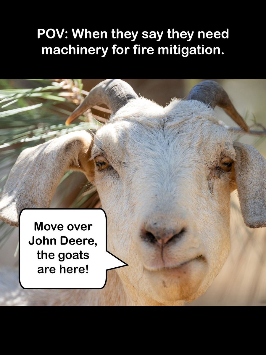 CA_DWR's tweet image. It’s #NationalWildlifeWeek! At DWR we support our wildlife, but often they support us right back! Goats are a natural, sustainable way to clear brush and reduce wildfire risk for Californians.

#WildlifeConservation #CAWildlife #NaturePhotography
