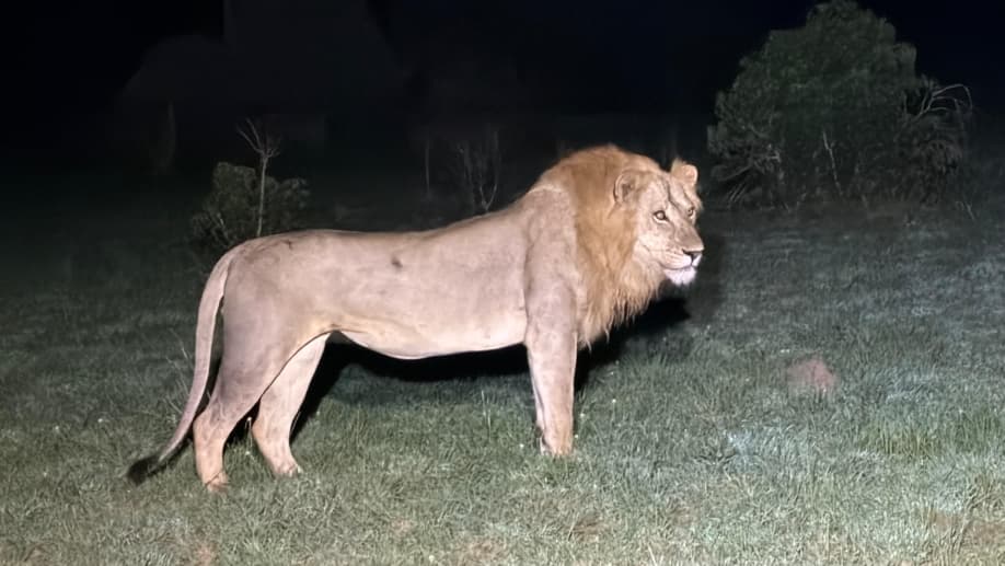 berengeitours's tweet photo. Explore the wild beauty of Queen Elizabeth National Park
Experience one of Africa’s most diverse safari destinations. 
Cruise along the Kazinga Channel or track chimps in Kyambura Gorge for the ultimate adventure.

Book your safari with Berengei Africa Safaris today. https://t.co/y1v3LUXnIY