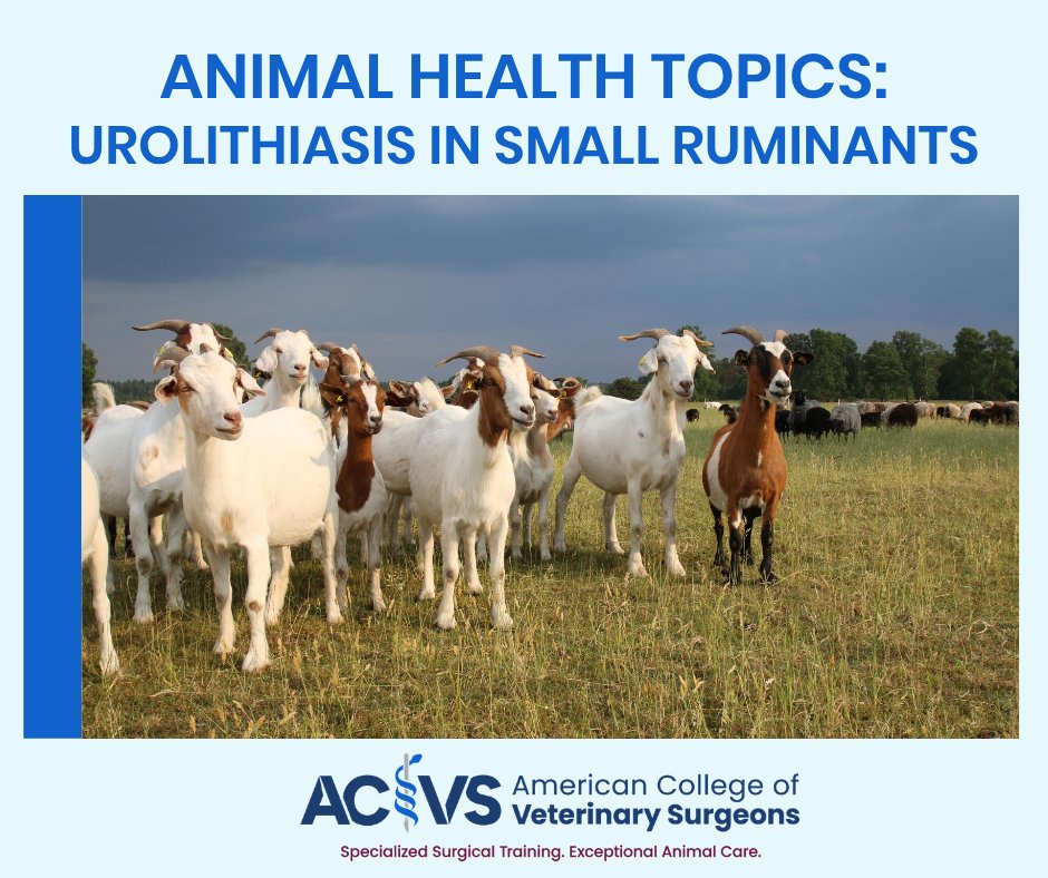TheACVS's tweet photo. Urolithiasis (urinary stones) is a serious and common issue in male goats &amp; sheep—especially those on high-grain diets.

Learn more from ACVS board-certified surgeons: https://t.co/NEoXiT8kBQ

Now available in Spanish: https://t.co/ENYRZVMJhQ

#AnimalHealthTopics #ACVS https://t.co/Gt43gGLQiR