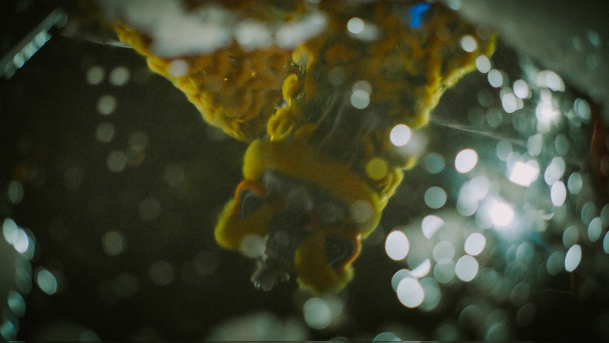danskuss's tweet photo. foto ga harus tajem.

Hahaha! I love this trend sm!
Cause mostly all of my photos ngeblur ☝️😭

*mff minus dan tremor dikit 🤏😖 https://t.co/yp9SdKmwLl
