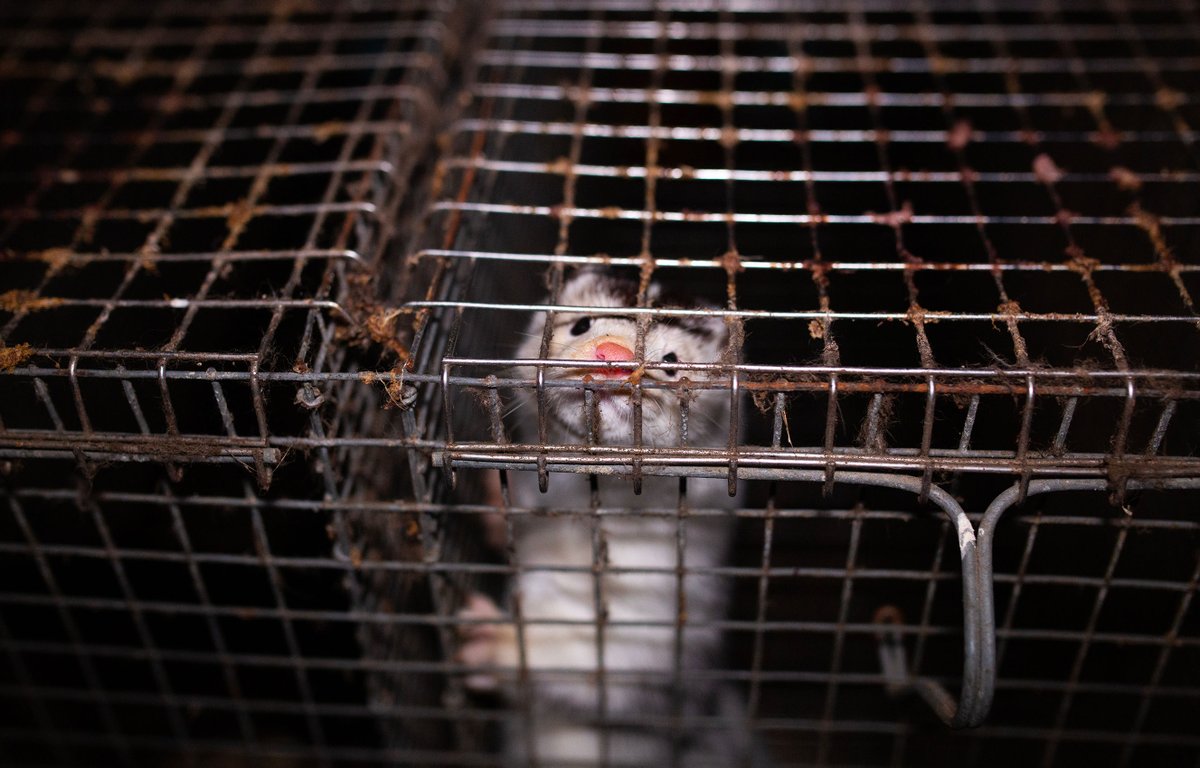 Fondation Brigitte Bardot tweet media