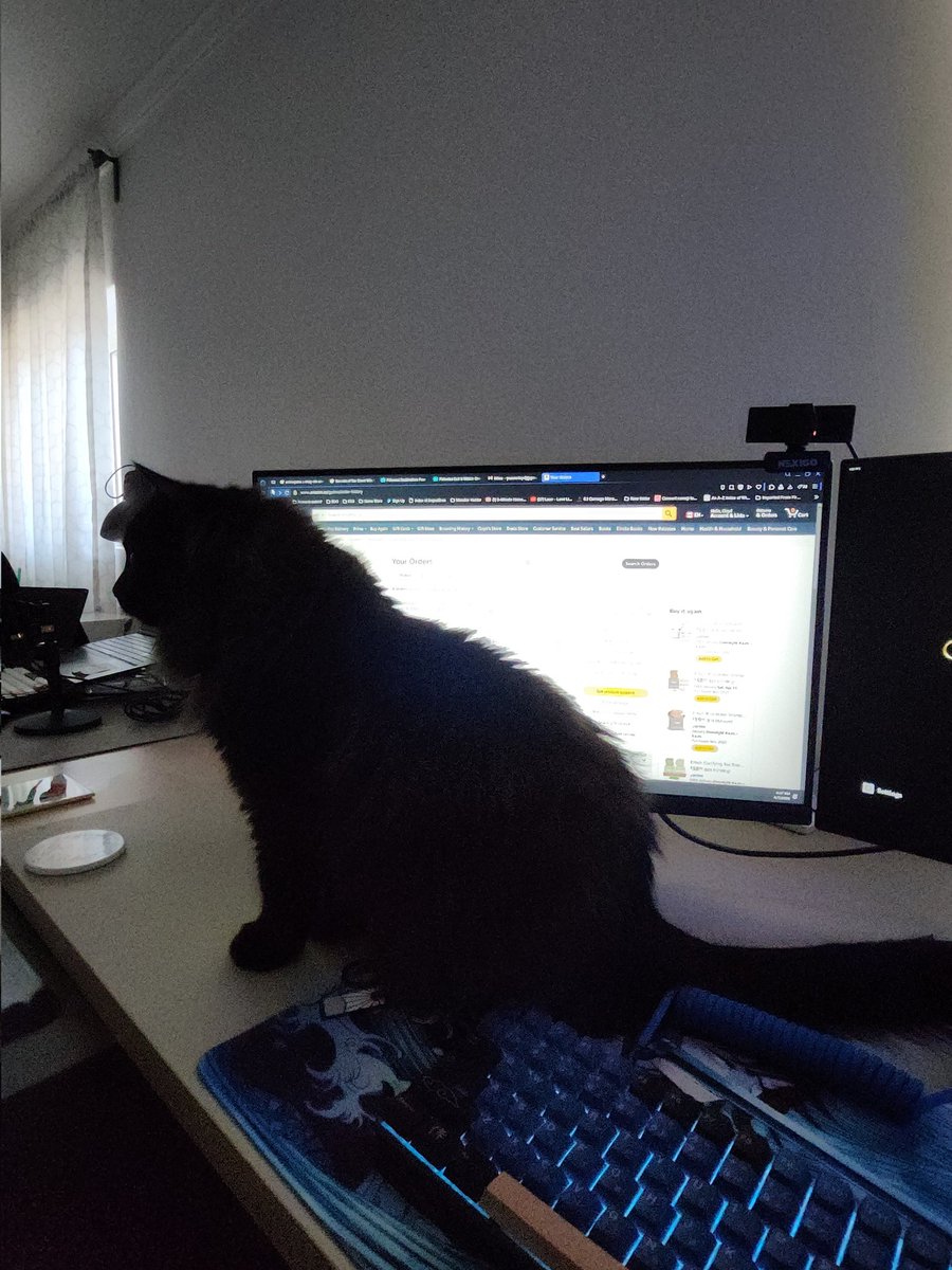 Gained a cat, lost a monitor 😅