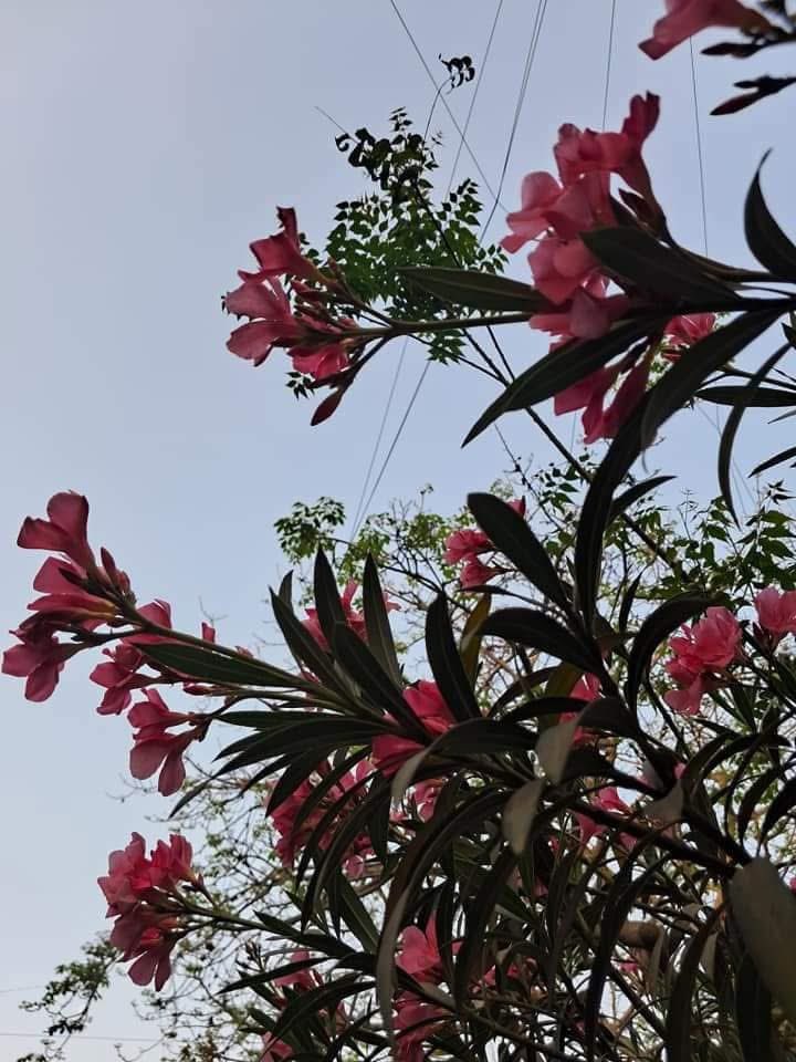 Usha Wildflower 🌱📚 🍀 tweet media