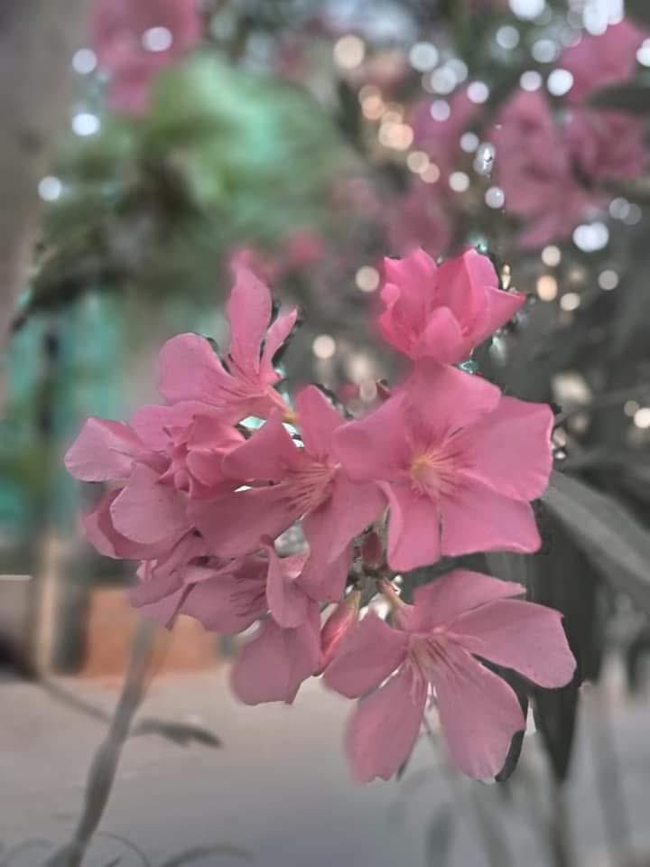 Usha Wildflower 🌱📚 🍀 tweet media