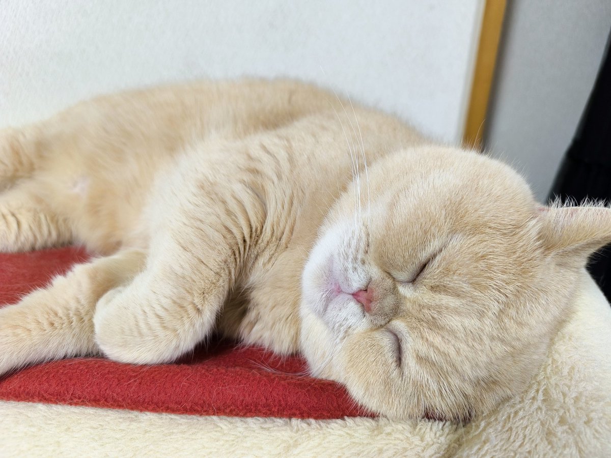 まおまお tweet media