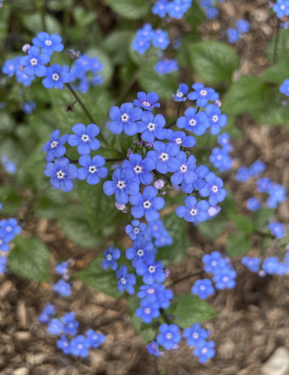 🌱Micki tweet media