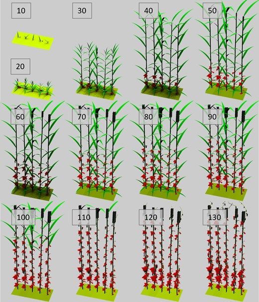 insilicoplants's tweet photo. 🌾 A functional-structural plant #model for climbing bean: simulating light capture in #maize/bean polycultures
by Rik J. L. Rutjens, Jochem B. Evers, Leah R. Band, Matthew D. Jones, Markus R. Owen
https://t.co/4RxeftOtFe #PlantScience  #FSPM https://t.co/hfmdMatTu4