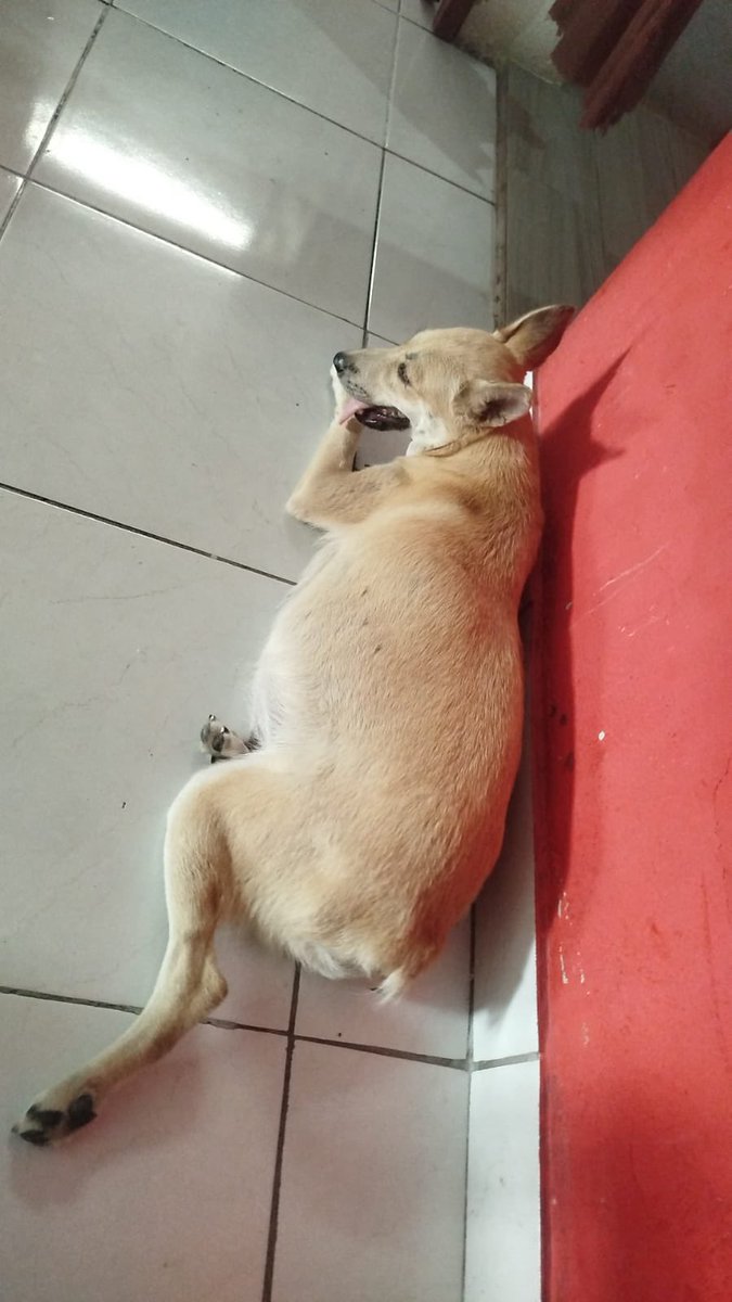 Alerta me perdi tweet media