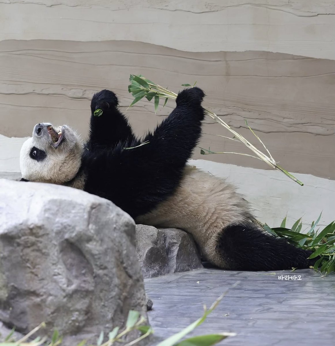 꾹바오 tweet media