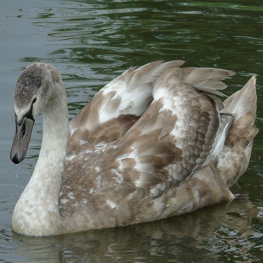 Lily ✮⋆˙ tweet media