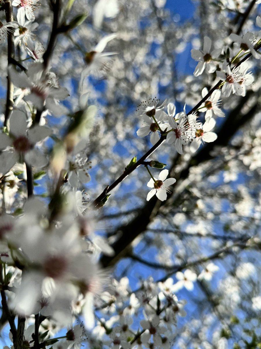 Joëlle de Blois tweet media