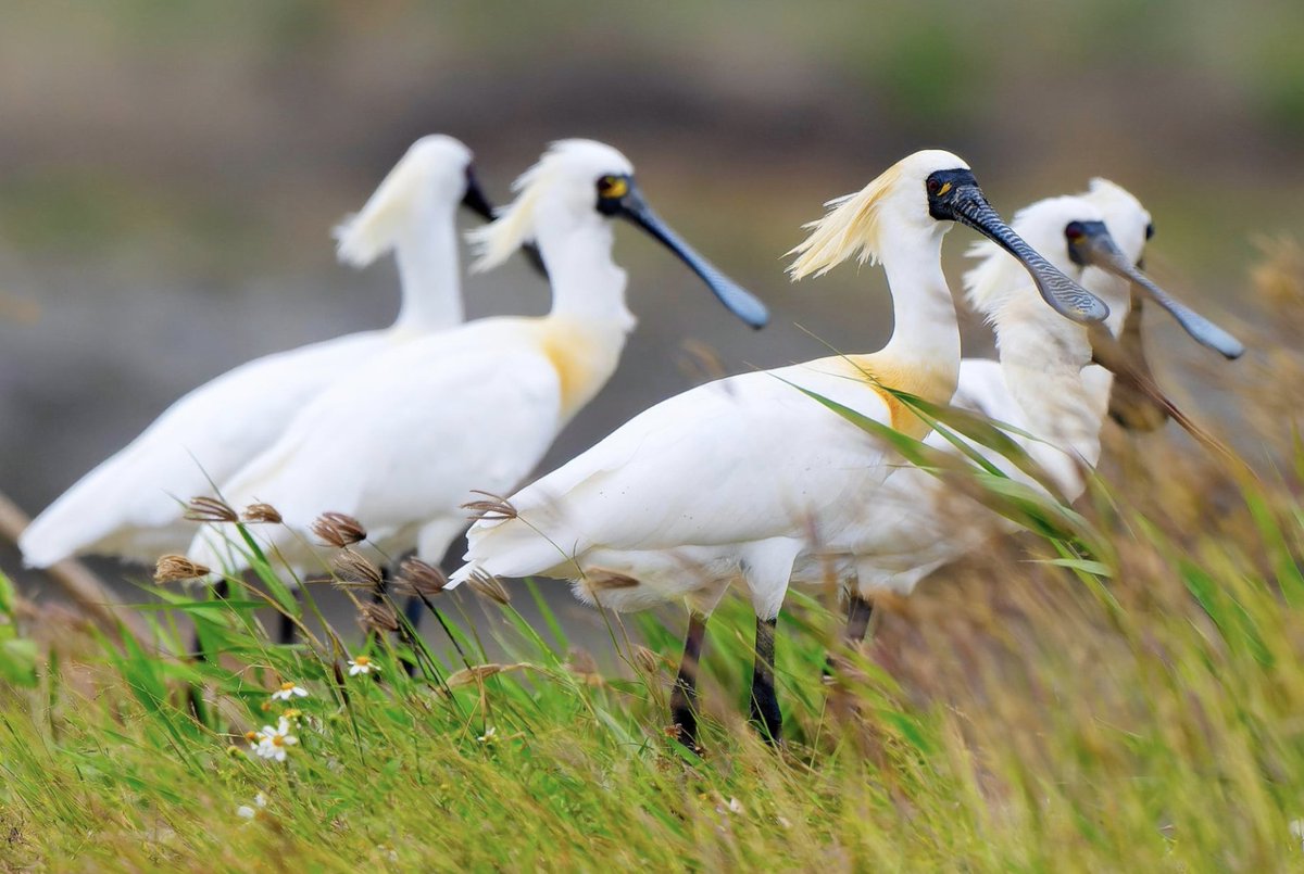 Taiwan Wild Bird Federation (中華鳥會) tweet media