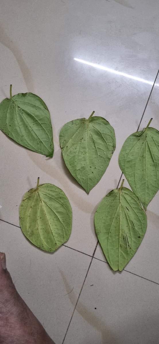 csvspk_'s tweet photo. @zeptocares Please store beetle leaves better, unhappy with whats delivered.tough I took refund, can you check the storage of these items? https://t.co/MN1alLe38C