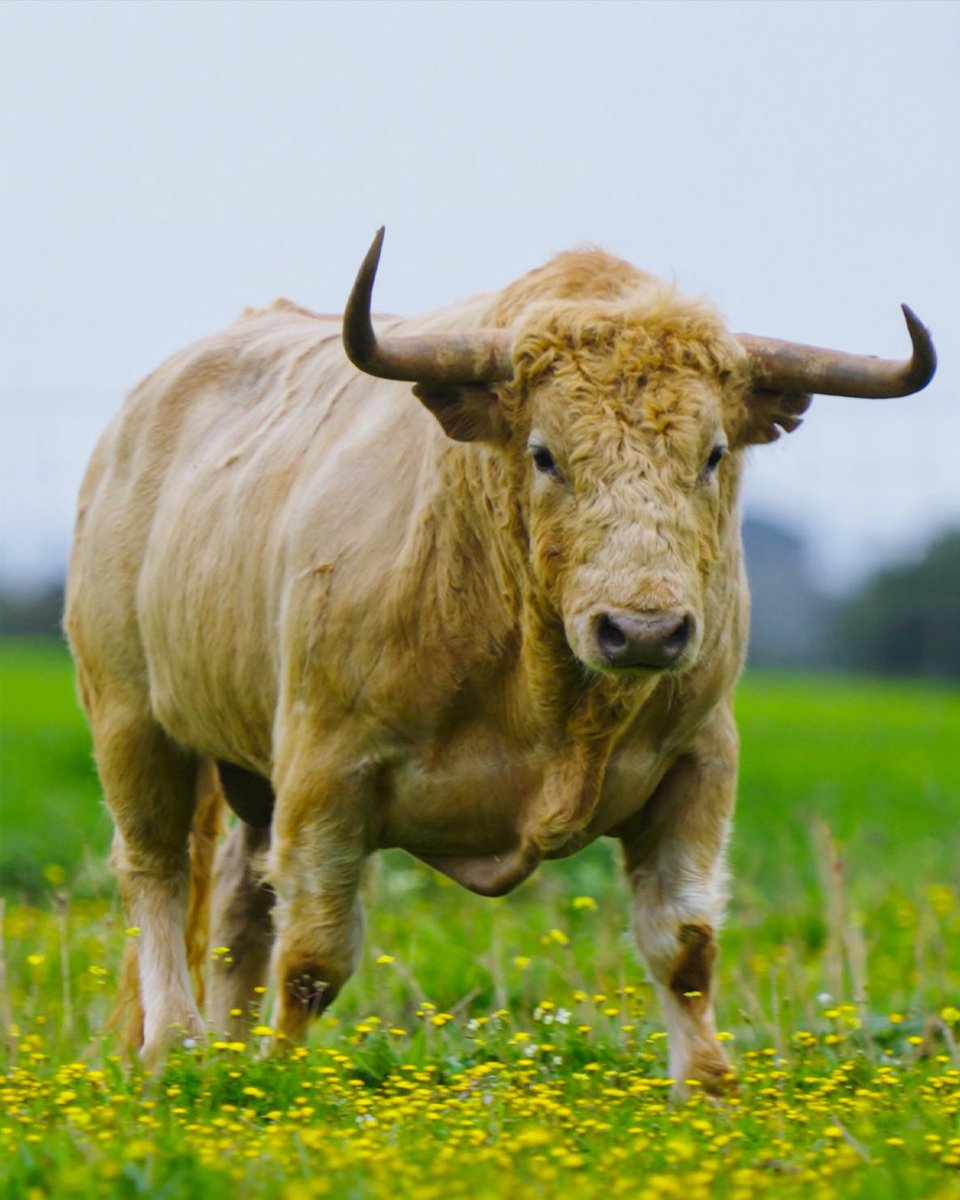 Club Taurin Vicois tweet media