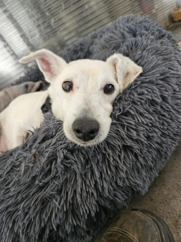 Fondation Brigitte Bardot tweet media