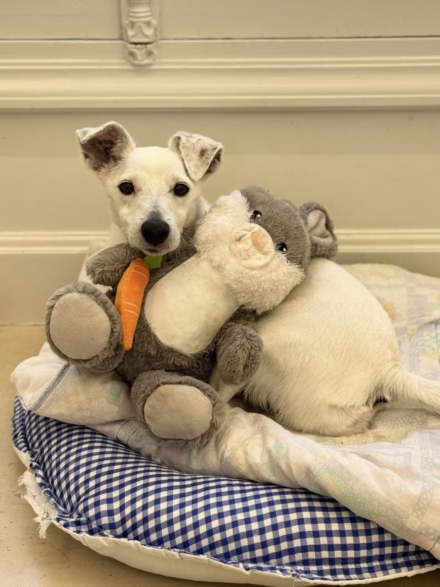 Fondation Brigitte Bardot tweet media