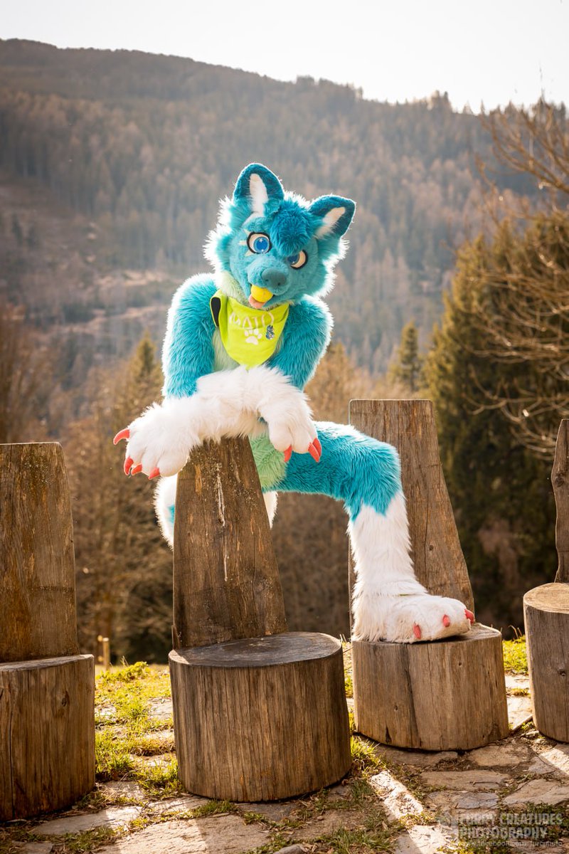 mato_husky tweet media