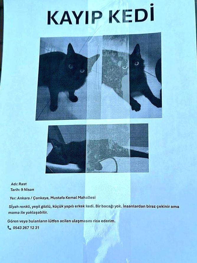 İlanı yayar mısınız lütfen? Kayıp kedi var ankarada