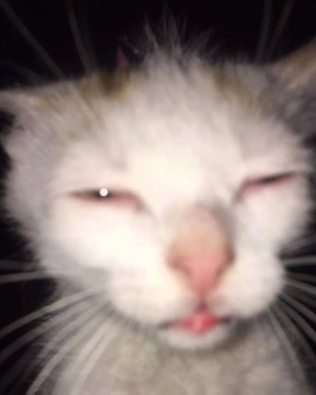 Mask🐝 tweet media