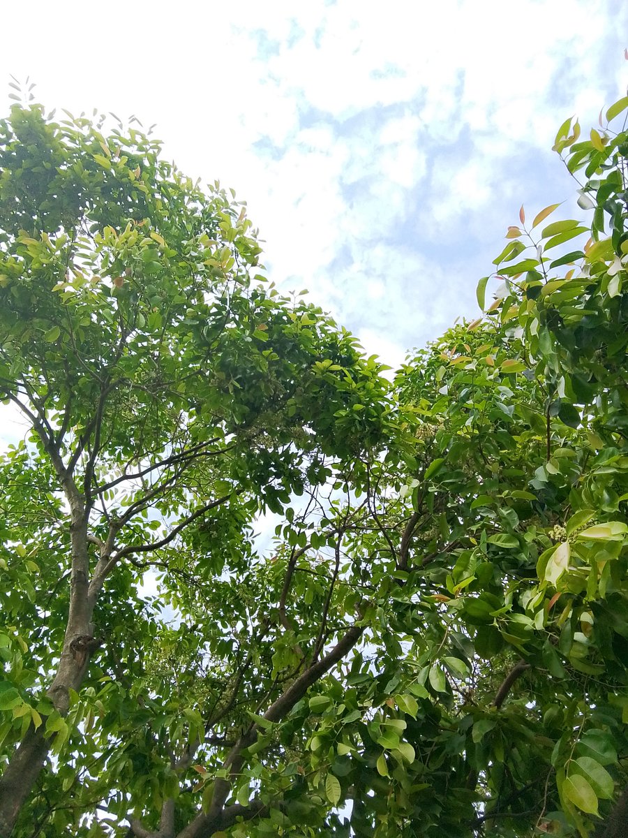 Hamid Ali tweet media