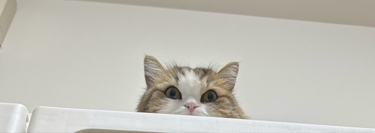 おんりー🍌 tweet media